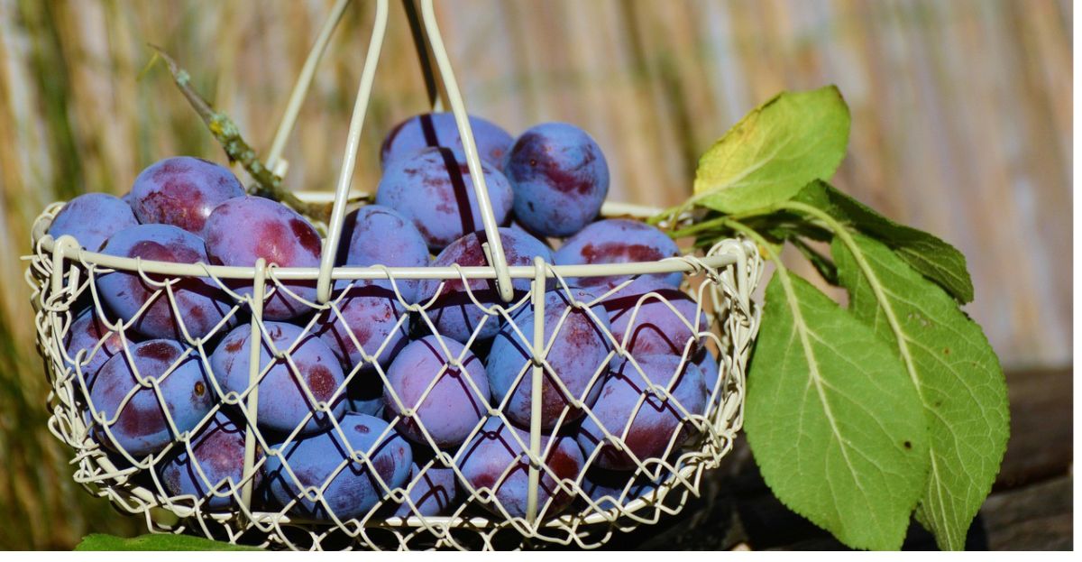 netted cherries